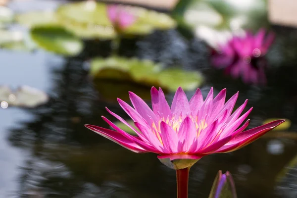 Lotus flower in pink purple violet color with green leaves in nature water pond. light orbs.