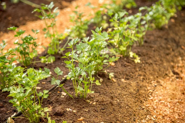 Crop plot bud