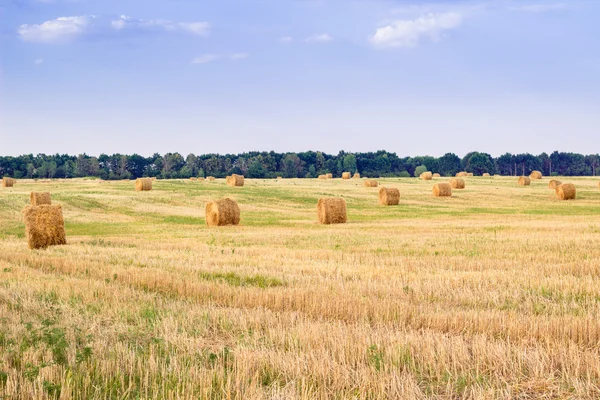 Hay stacks on countryside field during harvest time
