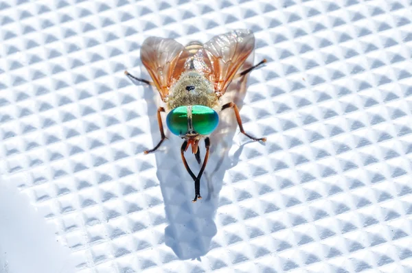 Varicolored fly washes on plastic boat surface