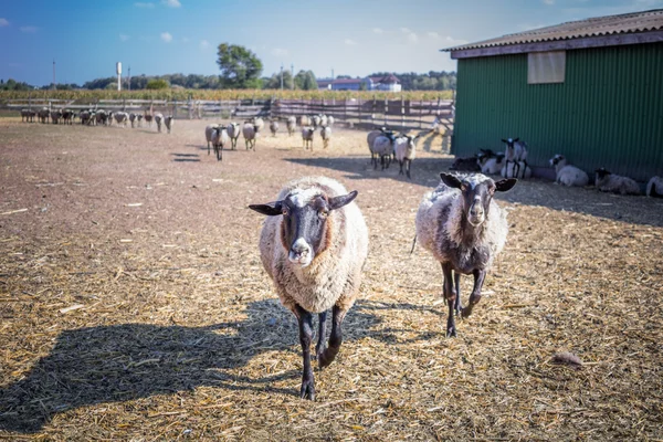 Two sheeps walk behind fence at stall of farm