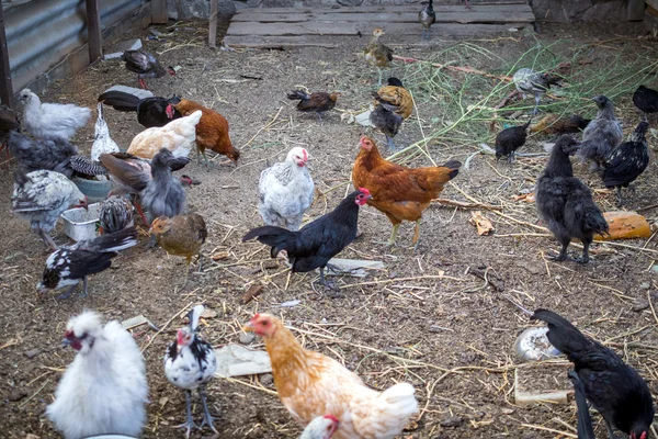Chicken and hens at farm henhouse countryside