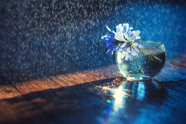 Blue wild flowers in a round vase line glass with splashes of water in the sun on a dark wooden background.