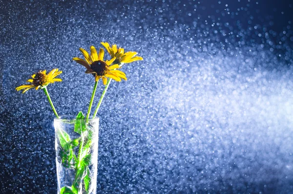 Yellow flowers in a glass vase with water spray in a beam of light on a dark background.