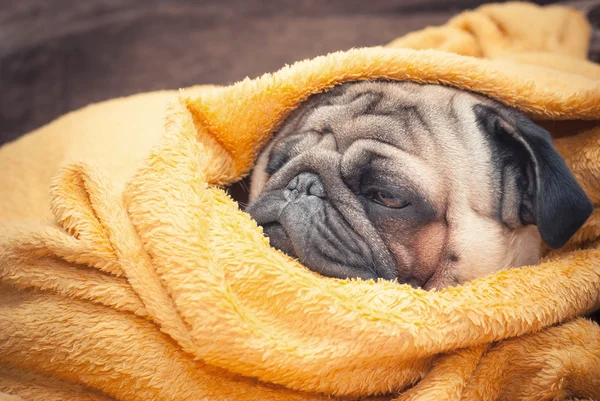 Sad pug dog wrapped in a terry yellow blanket.