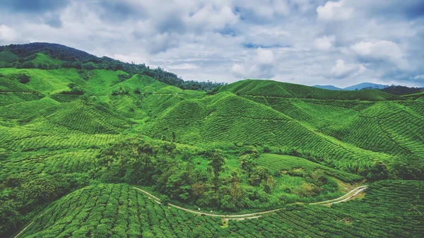 Tea Farm at Cameroon Highland Pahang Malaysia