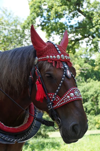 Horse in decorative harness