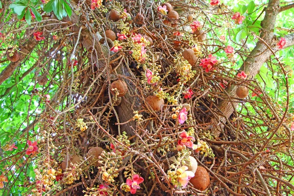 Annon ball tree. Stem, flowers and fruits. Bottom view
