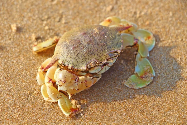 Swimming crab on the sand. Indian ocean