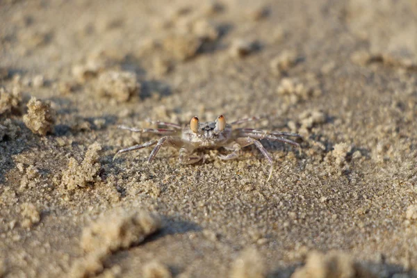 Young golden ghost crab in sand. Indian ocean