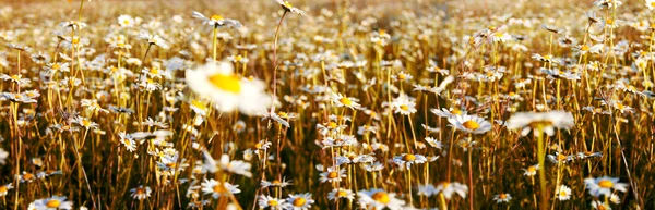 Wild chamomile flowers on a field on a sunny day. Shallow depth of field. Panorama.