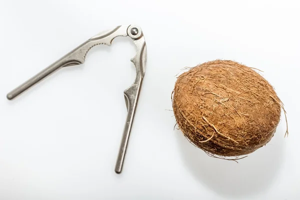 Nutcracker used to try in vain to break a coconut
