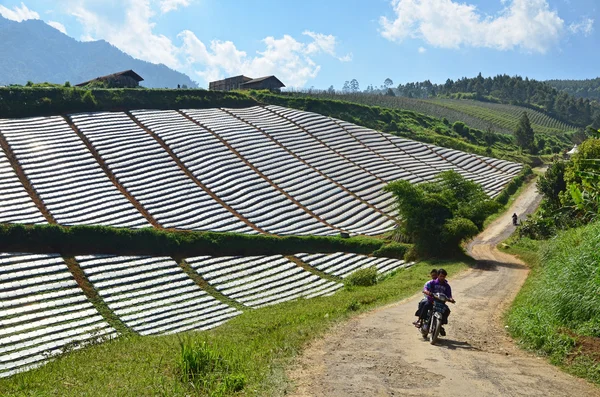 Bandung, West Java, Indonesia. July 17 2015. Strawberry plantation hill in Lembang, Bandung