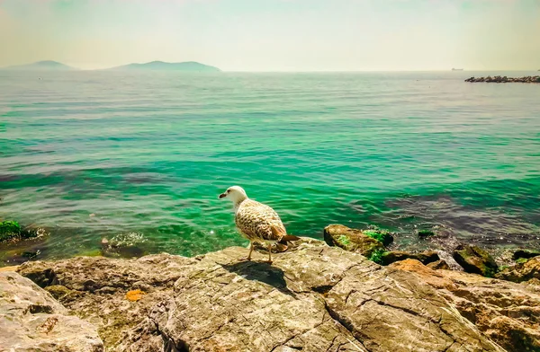 Seagull resting on a rock overlooking the sea