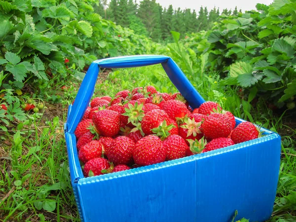 Red strawberries in the blue basket costs between the strawberry beds in the field.