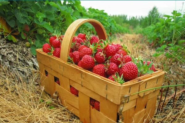 Red strawberries in a wooden basket costs between the strawberry beds in the field