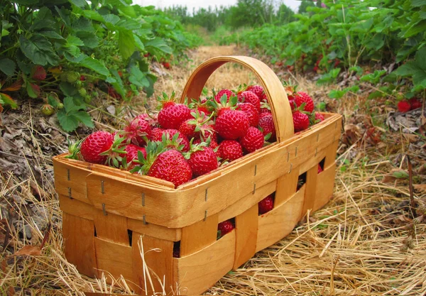 Red strawberries in a wooden basket costs between the strawberry beds in the field