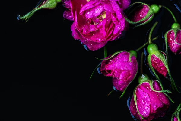 Rose buds tea rose with rain drops lying on a black background