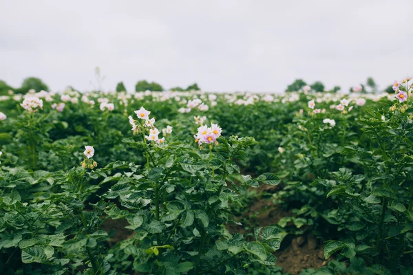 Green potato field