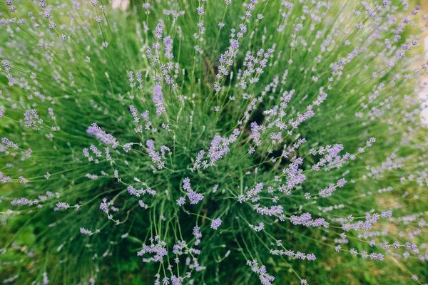 Blooming lavender bush