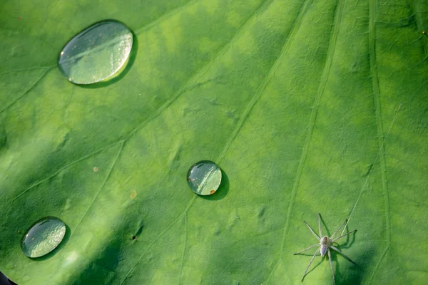 Drop of water rolling on lotus leaf