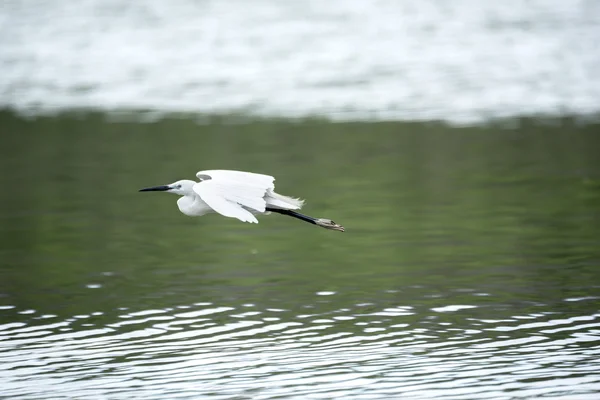 Bird (Great Egret) flying above the surface of the water. Great Egret in flight.