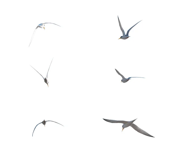 Birds flying isolate on white background. Birds isolate. Group of birds flying. Isolate background. Birds flying pattern background. Pattern with birds flying.