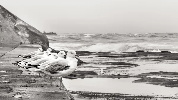 Seagulls watching the swell at the Ocean Bath in Black and White