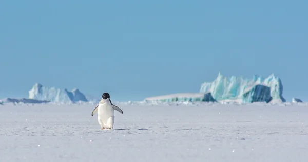 Penguin in his wonderful world