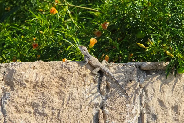 Lizard Caucasian Agama on the stone wall