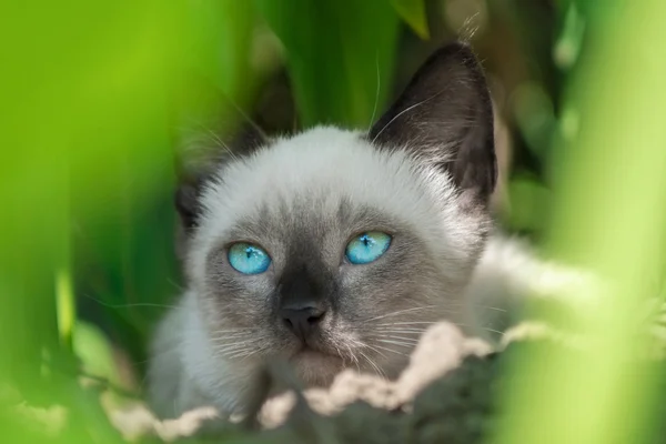 Beautiful little cat hiding in the bush