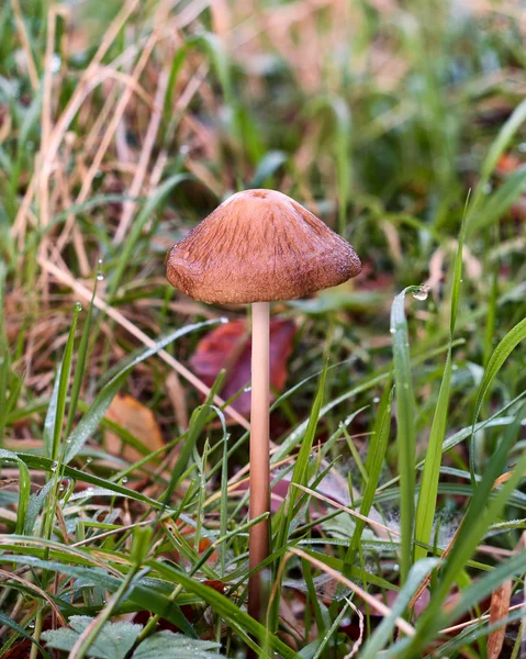 Wild Fungi in grass meadow