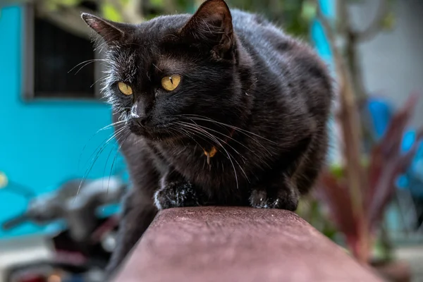 Black cat jump to wet white canvas