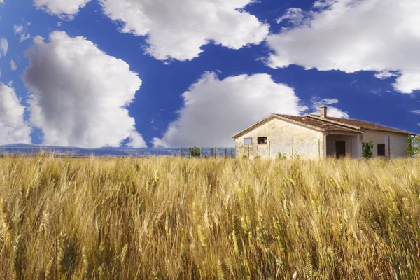 Wheat field, blue sky, big clouds