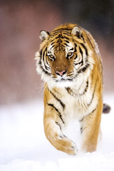 An adult male amur tiger is walking on the snow.