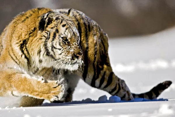 Amur tiger is turning back with entire body for hunting.