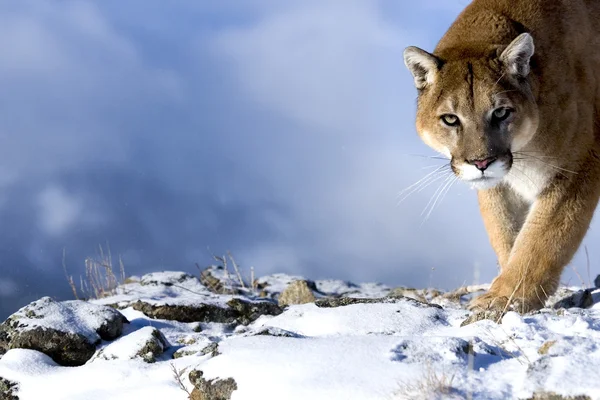 Mountain Lion is looking towards the camera directly.