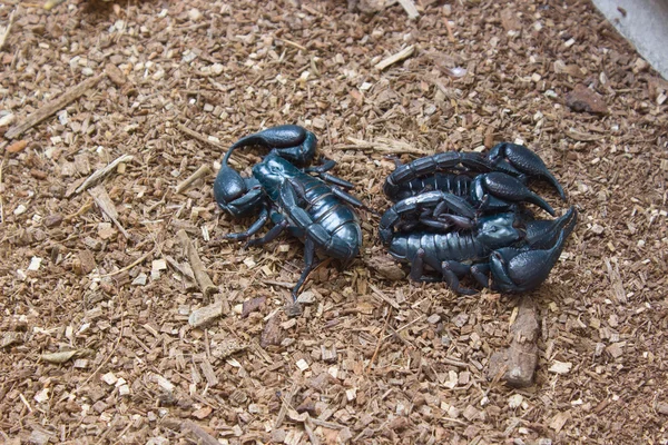 Scorpions in the the forest outdoors