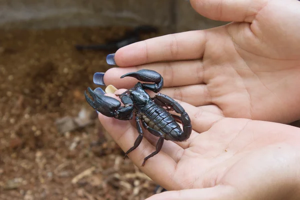 Scorpions in the the forest outdoors