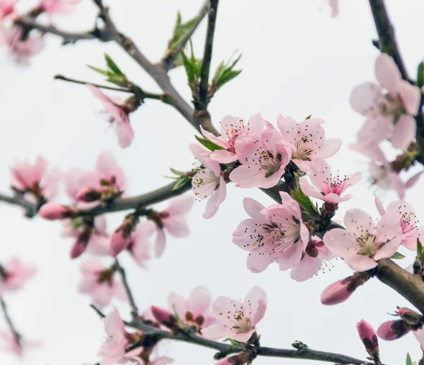 Summer flowers  peach flower