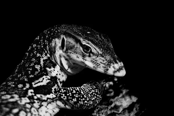 Black and white lizard