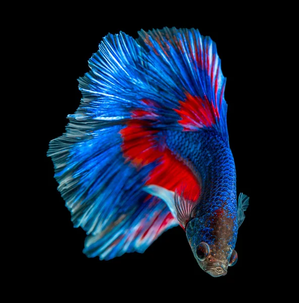 Abstract Betta fish