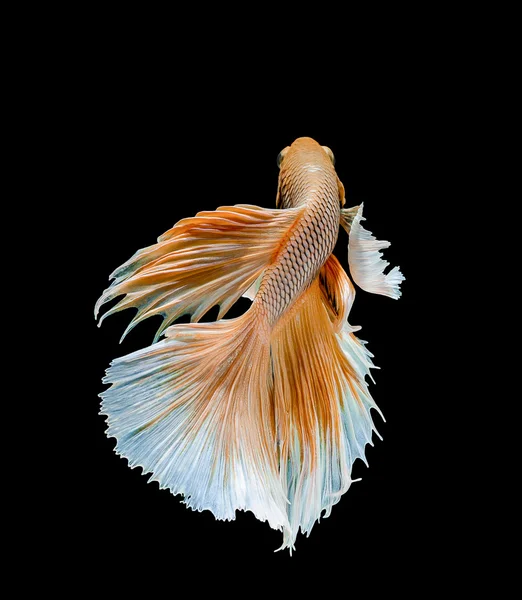 Abstract Betta fish