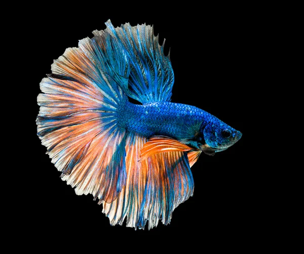 Abstract of siamese fighting fish