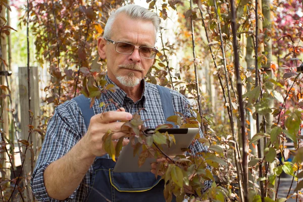 Gardener with a beard wearing glasses examines a young branch of a tree, holding a tablet pc