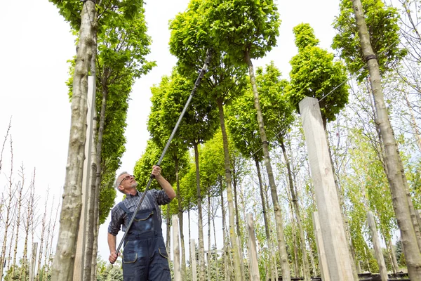 A gardener in overalls with long shears cuts the tall trees