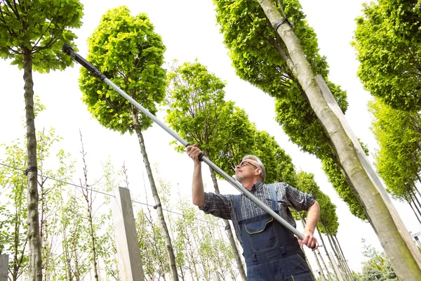 A gardener in overalls with long shears cuts the tall trees