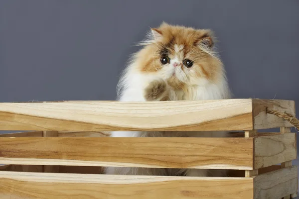 Calico persian cat standing behind wooden box