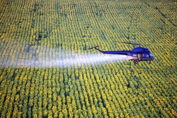 Agricultural works. Helicopter low flying and spraying above sun