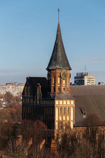 Top view of the Konigsberg Cathedral in Kaliningrad. Central clock tower rises on the trees.